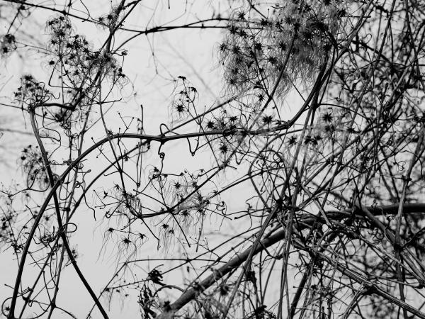 Week 03 - Even in winter, nature on the banks of the Rhine offers beautiful structures.