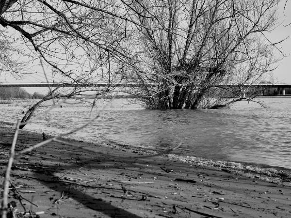 Week 07 - The water is rising. In mid-February, the Rhine is not yet in flood, but the water level is significantly higher and many trees are already in the river. The Flughafenbrücke (airport bridge) can be seen in the background.