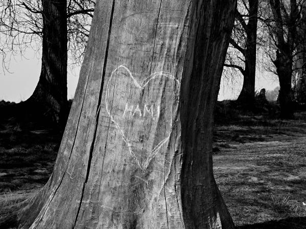 Week 13 - A heart for the mommy. A heart painted with chalk and a lot of love on a tree trunk on the banks of the Rhine in Meerbusch-Büderich.
