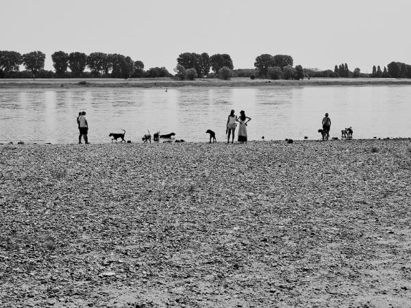 Week 24 - Refreshment. At 28 degrees (Celsius, in the shade!) dogs also like to refresh themselves in the water. Dogs are allowed to run freely on the banks of the Rhine without being leashed. This is another reason why dog owners and their animal companions are permanent guests on the Rhine at any time of the year.