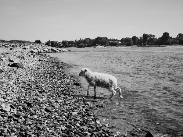 Week 32 - Sheep. Sheep are regularly welcome guests on the banks of the Rhine. They keep the grass and the stinging nettles, which are often present in large areas, short. This young sheep is after a refreshment at the water on the way back to the herd, a part of which can be seen in the background. In the middle of the picture the Rhine ferry Meerbusch-Kaiserswerth is on its way from bank to bank.