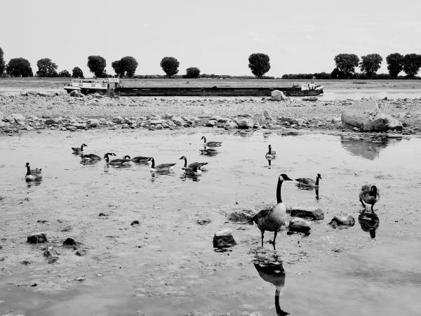 Week 33 - Canada Geese. With the extreme low water in August, the Rhine recedes more and more, leaving small pools in some places. The Canada geese obviously feel comfortable in them.