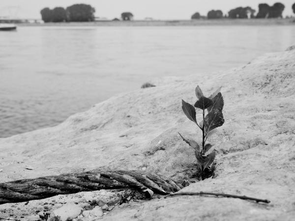 Week 36 - The Power of Nature. The boulders ("hunger stones") near Meerbusch-Büderich were originally located in the middle of the Rhine and already hindered navigation in the 19th century. In 1884/85, they were blown up and pulled toward the bank with steel cables. At low water they are still visible today and after only a few weeks nature then begins to conquer them. In some places, remnants of the steel cables used at that time are still present today.