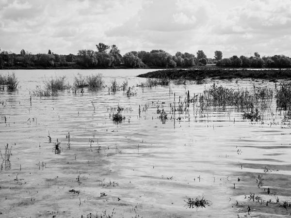 Week 38 - Rising water. After the low water of the summer, the Rhine level rises slowly. Here, soon nothing of the plants that grew on the dry fallen ground in spring and summer will stick out of the water.