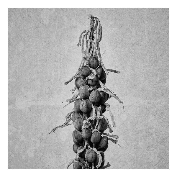 Kniphofia (Fackellilie)