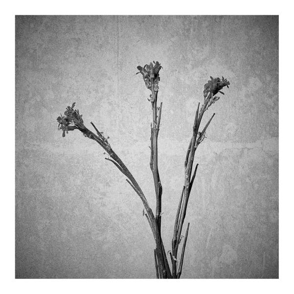 Sisymbrium officinale (Weg-Rauke)