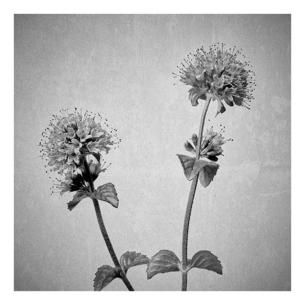 Mentha aquatica (Wasserminze)