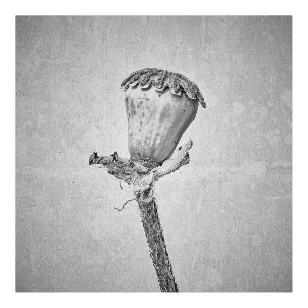 Papaver Orientale (Orientalischer Mohn)