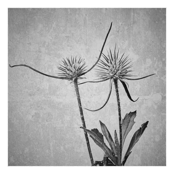 Dipsacus comosus (Karde)