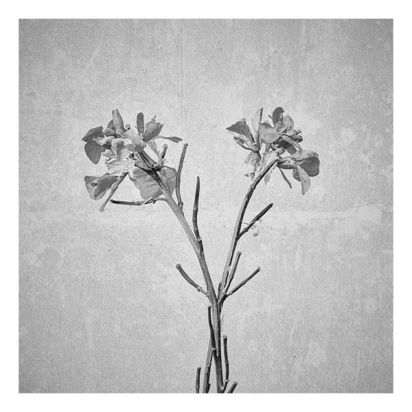 Sinapis arvensis (Acker-Senf)