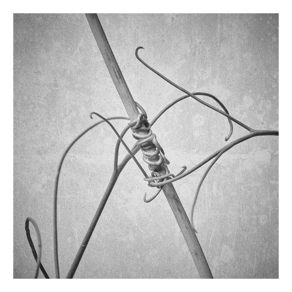 Lathyrus latifolius (Breitblättrige Platterbse)