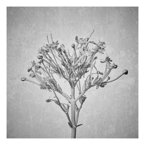 Centranthus ruber 'Coccineus' (Rotblühende Spornblume "Coccineus")