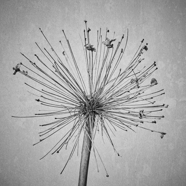 Inspired by Karl Blossfeldt