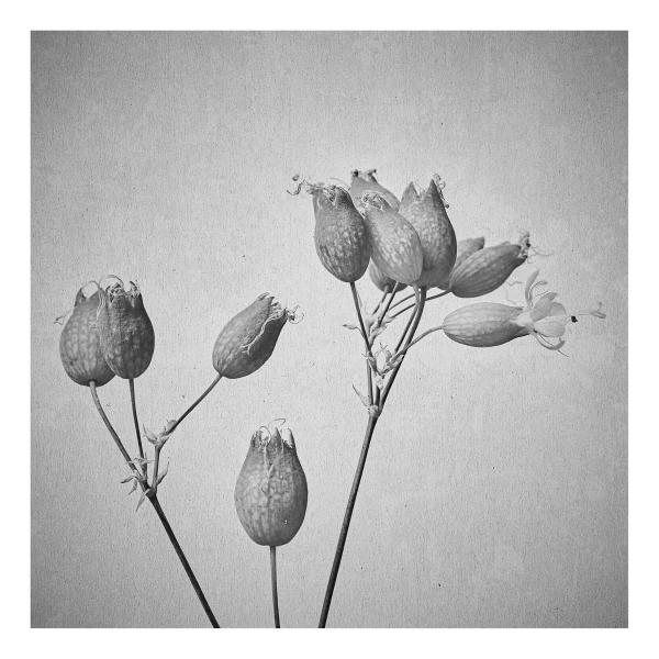 Silene vulgaris (Gewöhnliches Leimkraut)