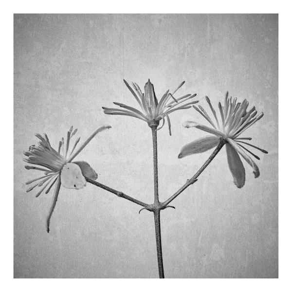 Clematis vitalba (Gewöhnliche Waldrebe)