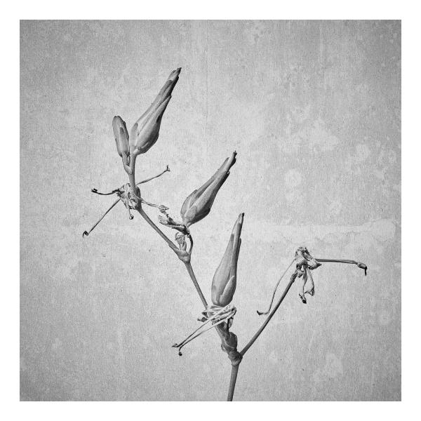 Lactuca serriola (Kompass-Lattich)