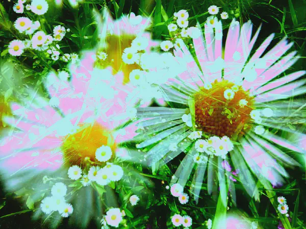 Toycamera photography with Bonzart Ziegel camera