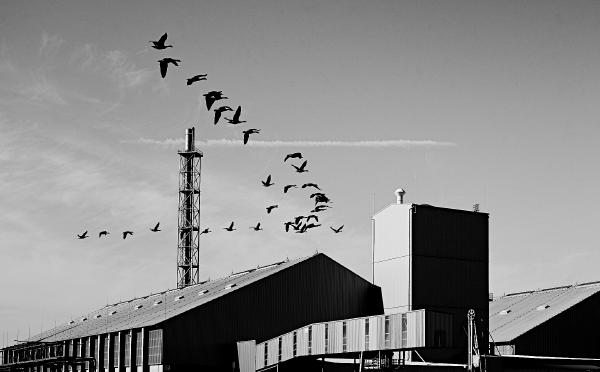 Contrasts - nature and industry